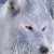 Аватар пользователя wolchica