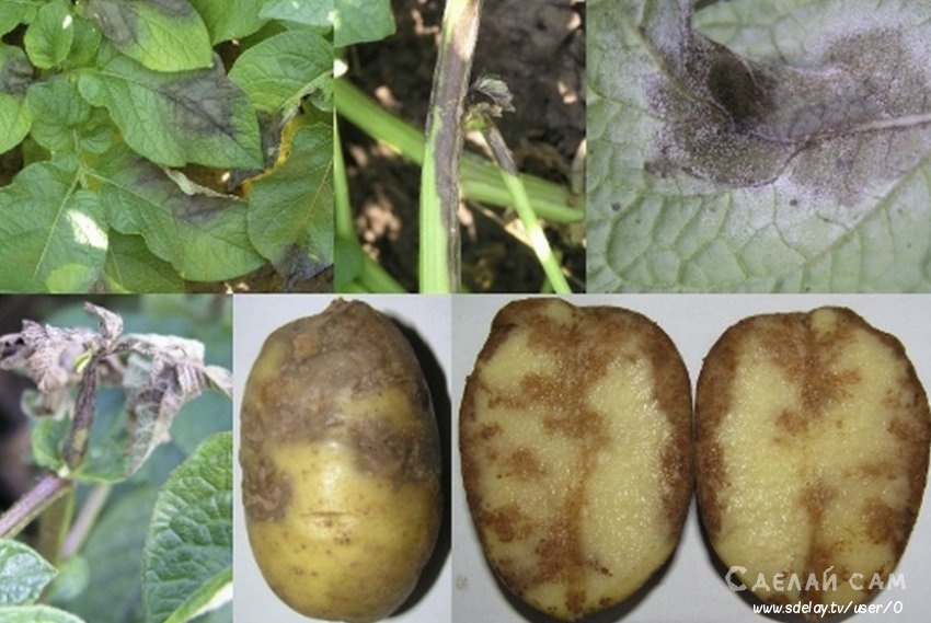 Грибковые заболевания картофеля, способы лечения и меры профилактики