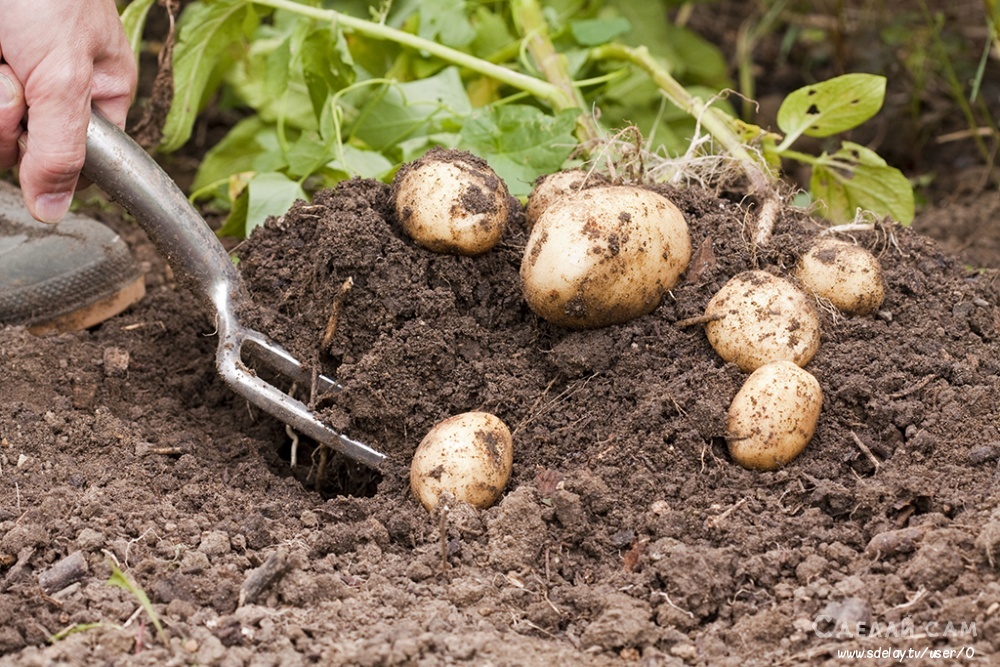 Как правильно копать картофель и сохранить урожай?