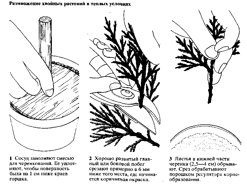 Размножение можжевельника черенками cвоими руками