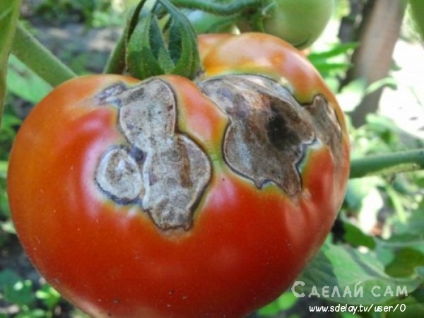 Почему помидоры чернеют на кустах и как их лечить