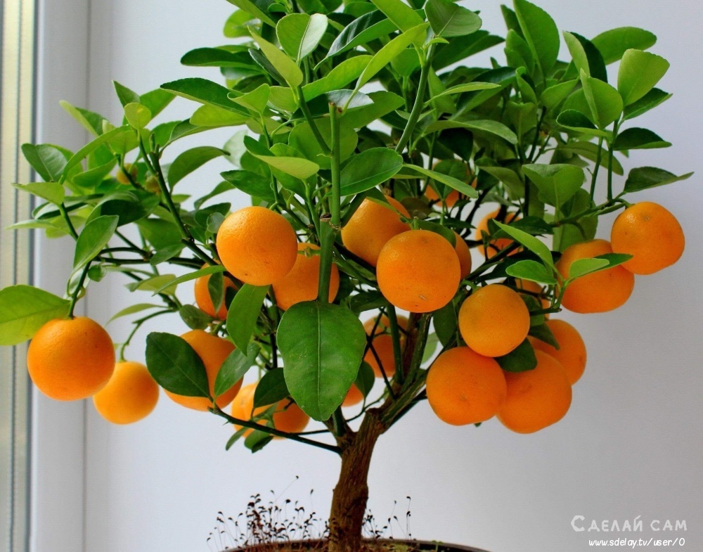 Как вырастить апельсиновое дерево в домашних условиях?