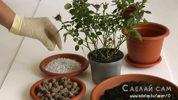 Как правильно пересадить растение в горшок после покупки?