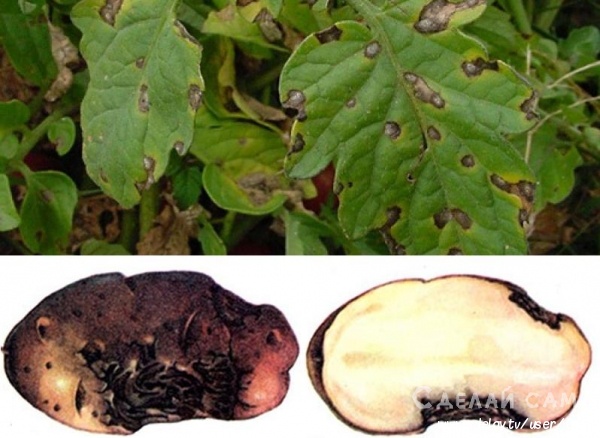 Грибковые заболевания картофеля, способы лечения и меры профилактики