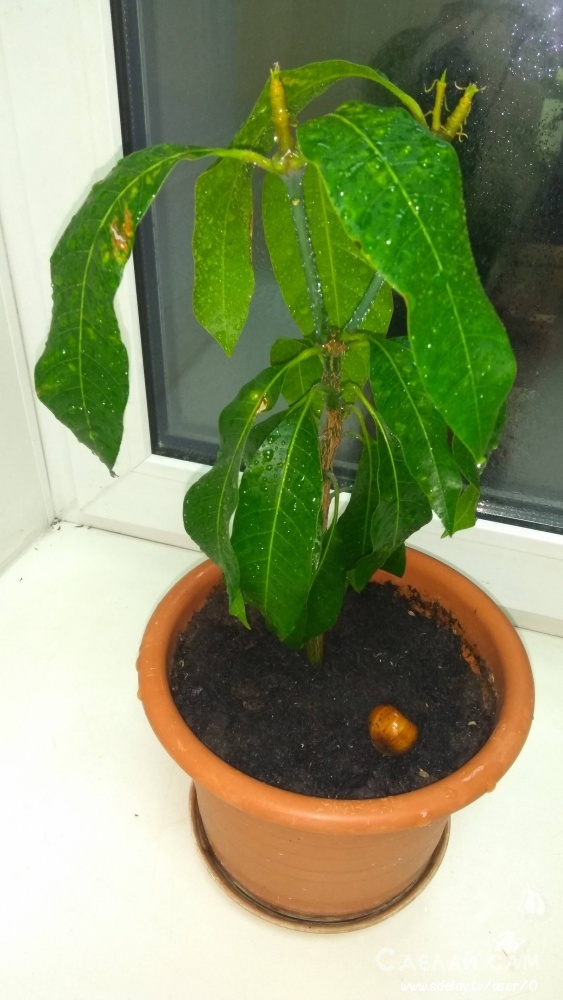 Как вырастить манговое дерево из косточки? Пошаговая инструкция