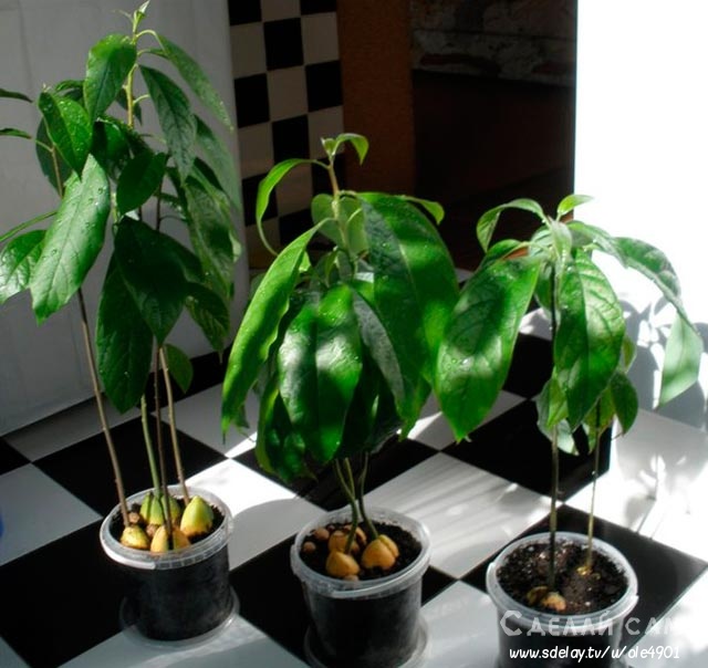 Как в домашних условиях вырастить авокадо из косточки