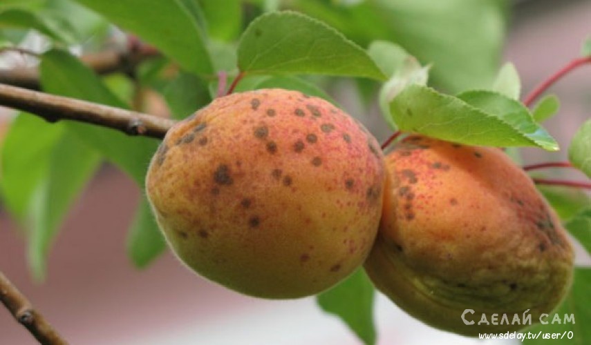 Как бороться с болезнями и вредителями абрикоса?