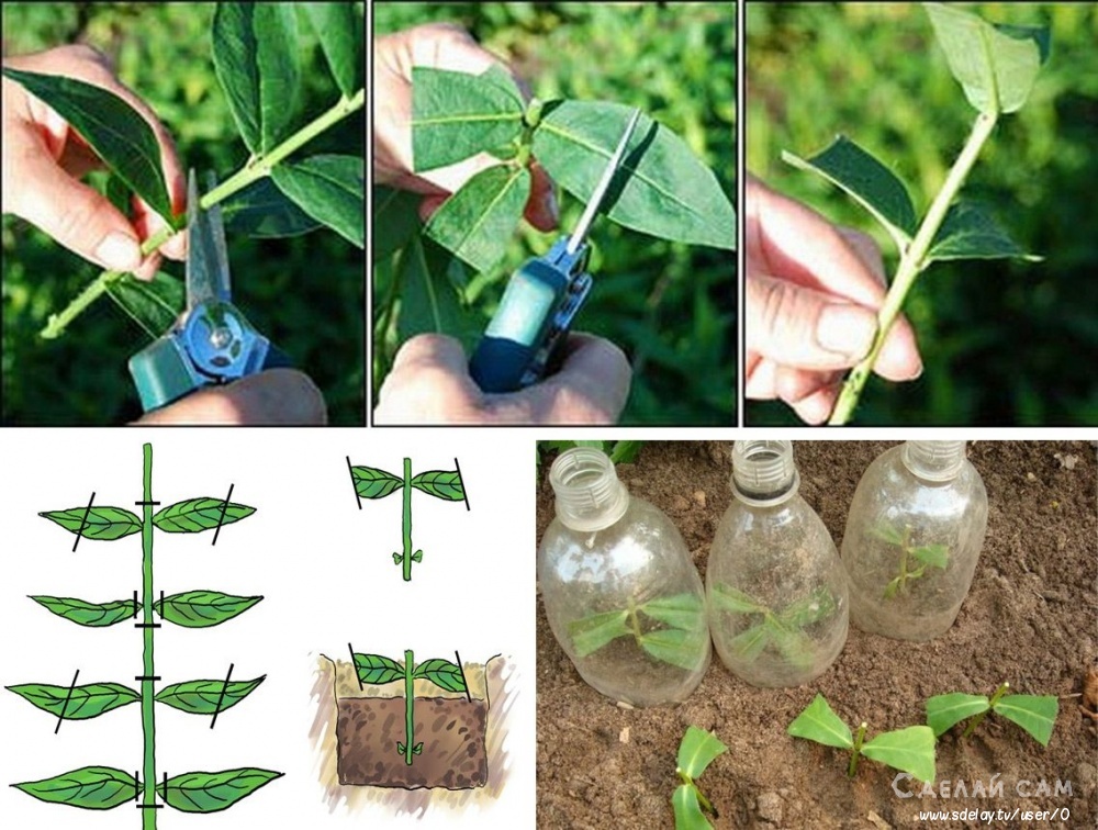 Как выращивать многолетние флоксы: посадка, уход и размножение