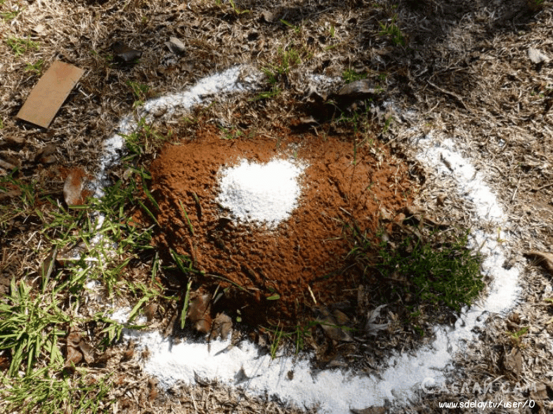 Садовые муравьи на приусадебном участке – польза, вред, народные методы борьбы