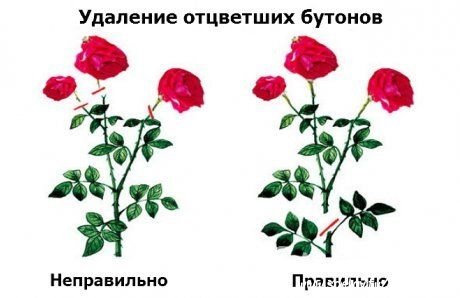 Роза: как правильно сажать, выращивать, ухаживать за кустом роз?