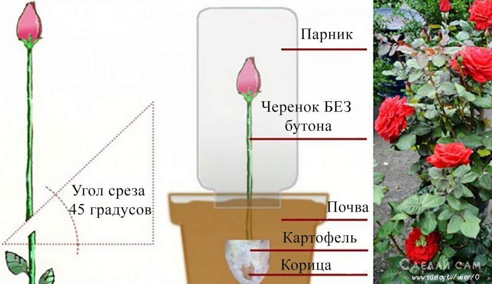 Как укоренить розу из букета? Подробные рекомендации
