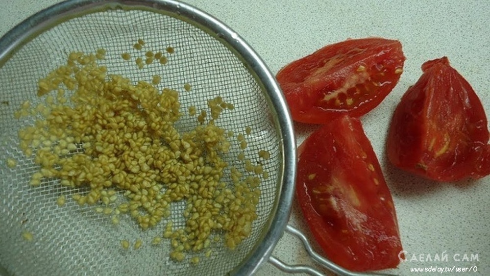 Как правильно собрать семена томатов в домашних условиях?