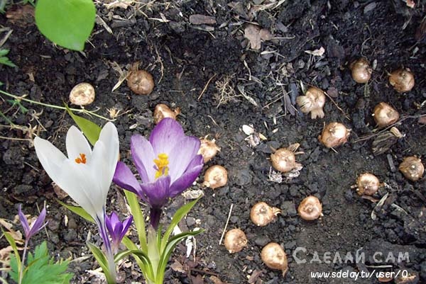 Крокус - когда сажать? Когда цветет? Как ухаживать?