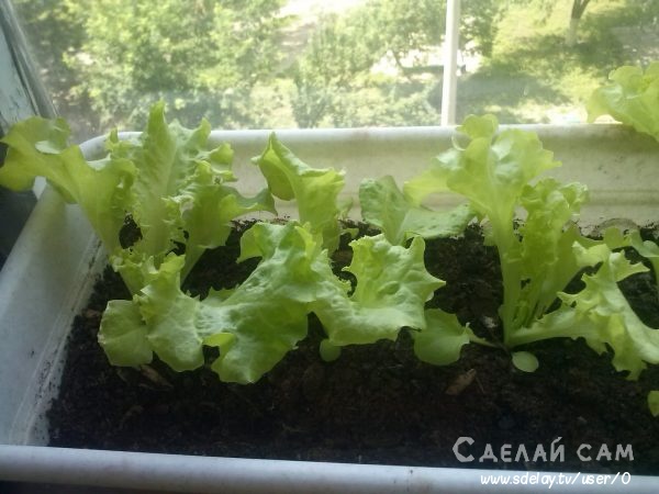 Выращивание листьев салата на подоконнике