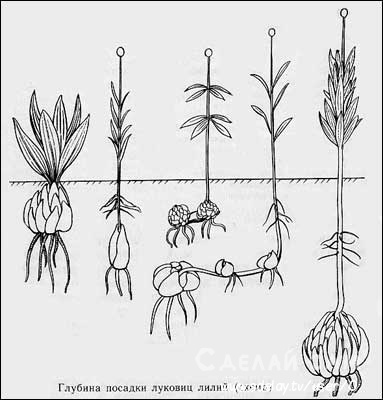 Как вырастить красивые лилии на клумбе своими руками