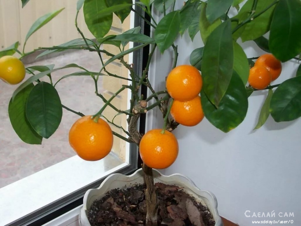 Как вырастить мандарины на подоконнике?
