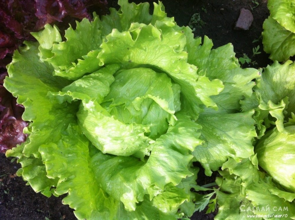 Выращиваем кочанный салат в домашних условиях