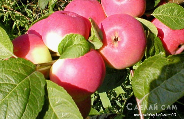 Яблоня сорта Серебряное копытце: посадка, уход, болезни