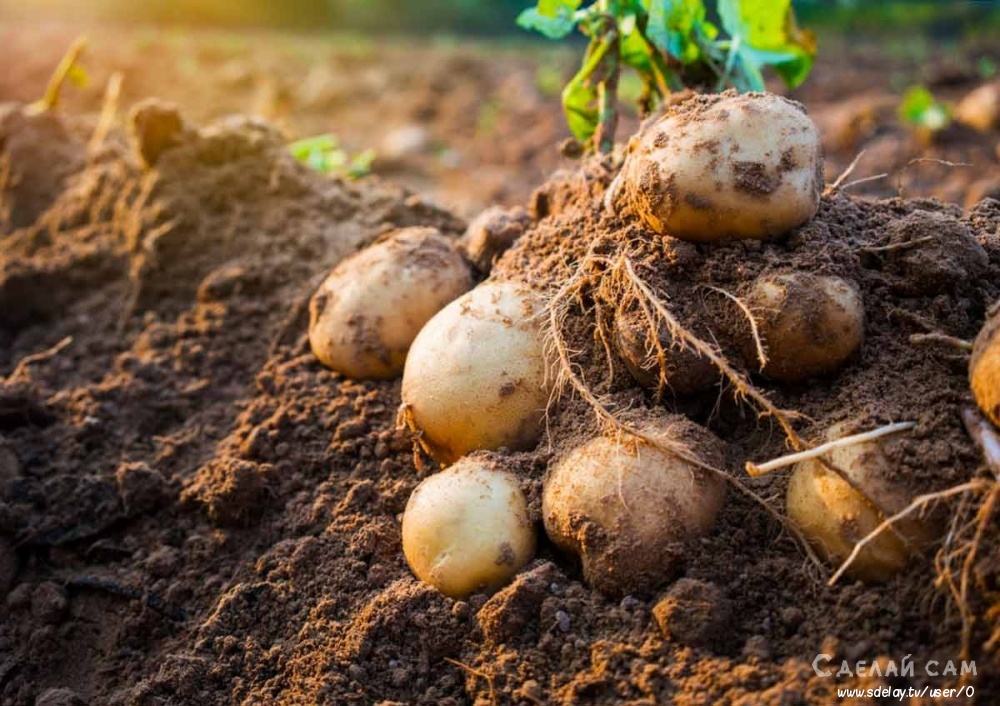 Как правильно копать картофель и сохранить урожай?