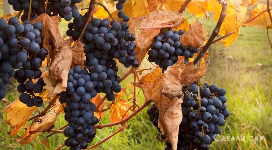 Как подготовить виноград к зимовке своими руками ?