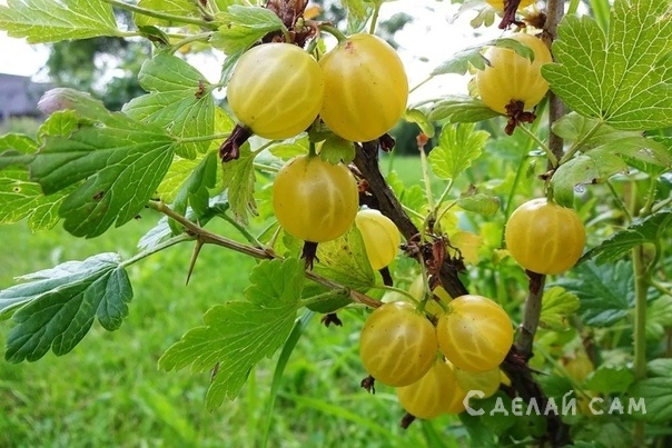 Выращивание крыжовника: Сорта, Выращивание, Уход