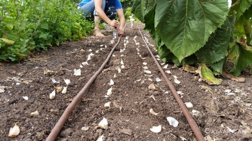 Посадка и выращивание озимого чеснока
