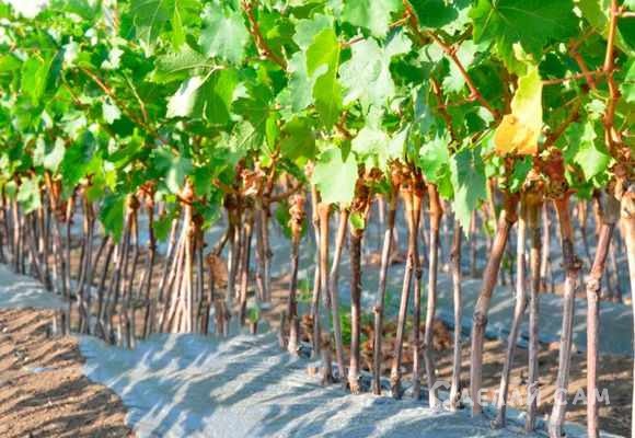 Выращивание винограда из черенков: практические рекомендации