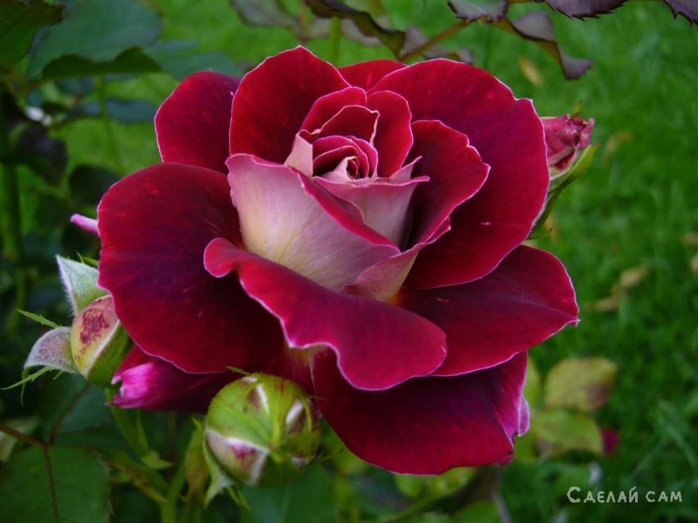 Роза: как правильно сажать, выращивать, ухаживать за кустом роз?
