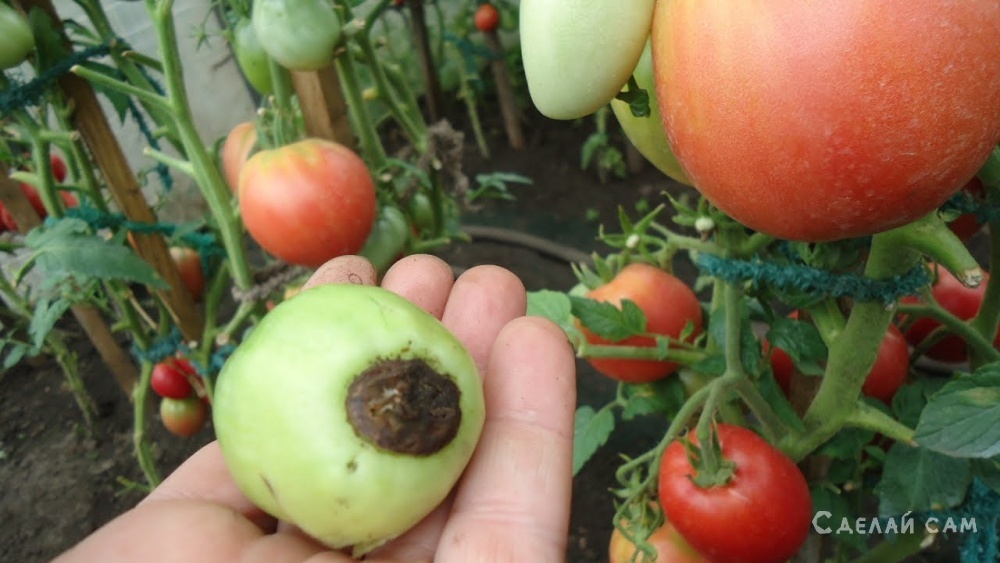 Почему помидоры чернеют на кустах и как их лечить