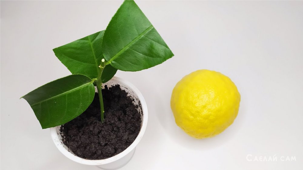 Размножение лимона черенкованием в домашних условиях