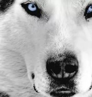 Аватар пользователя ulogin_vkontakte_56224343