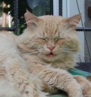 Аватар пользователя ulogin_vkontakte_145668385