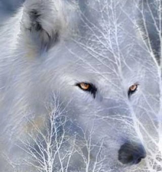 Аватар пользователя wolchica