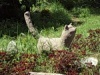Кот
