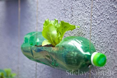 Пластиковую бутылку используем как горшочек для высаживания в него цветов